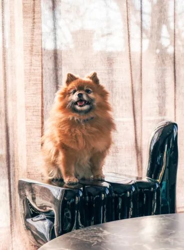 backstage pet friendly stockholm